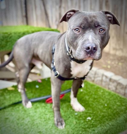 Enlarge Ghost, a Adoptable mixed breed in Washington, DC image 3/3