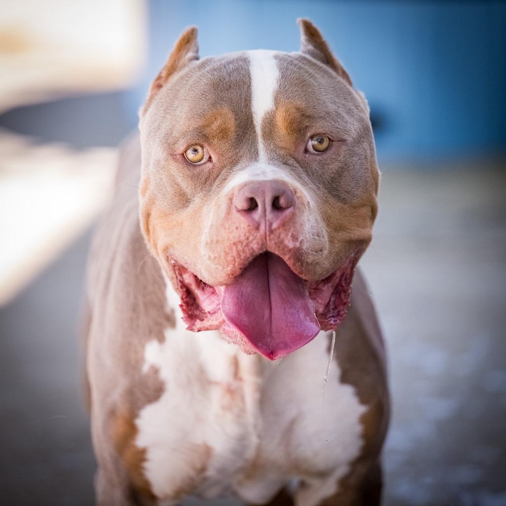 Shrek, Adoptable, Adult Male American Bully.