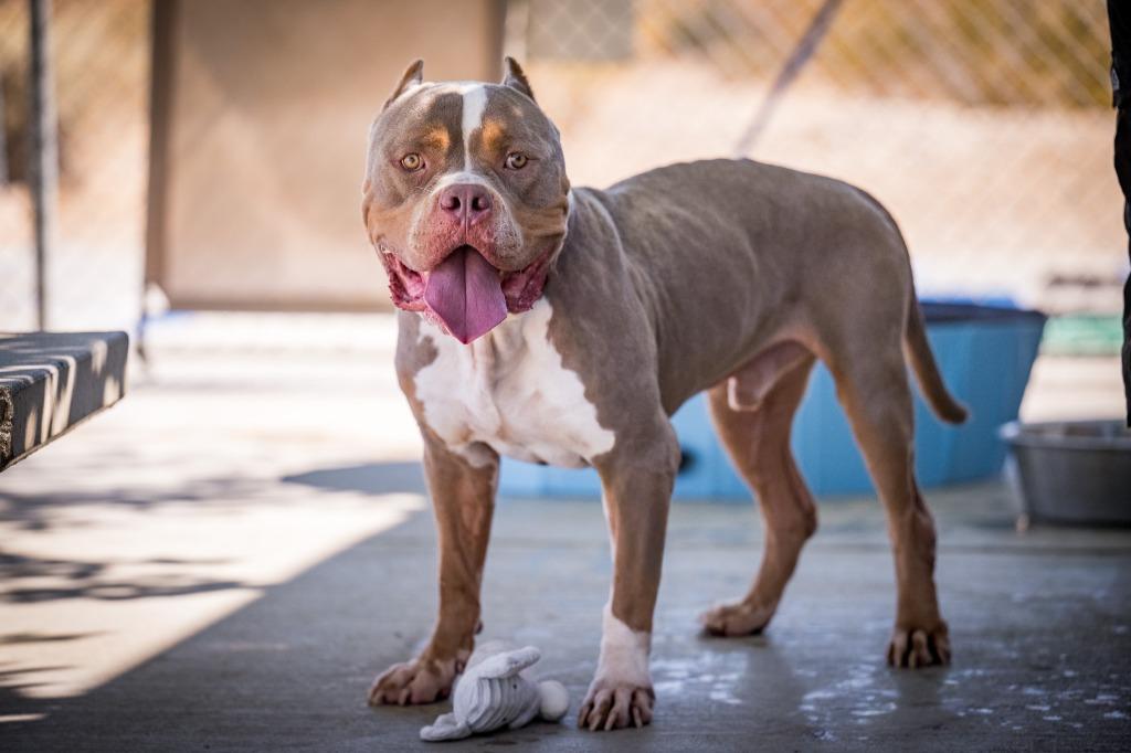 Enlarge Shrek, a Adoptable American Bully in Twentynine Palms, CA image 2/5