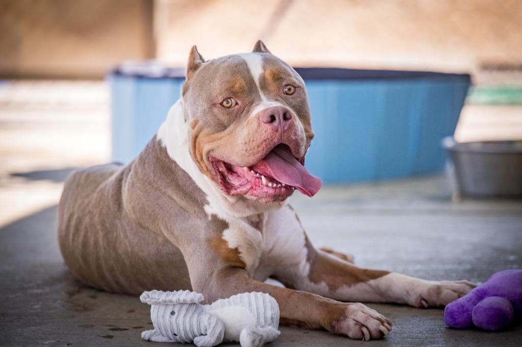 Enlarge Shrek, a Adoptable American Bully in Twentynine Palms, CA image 3/5