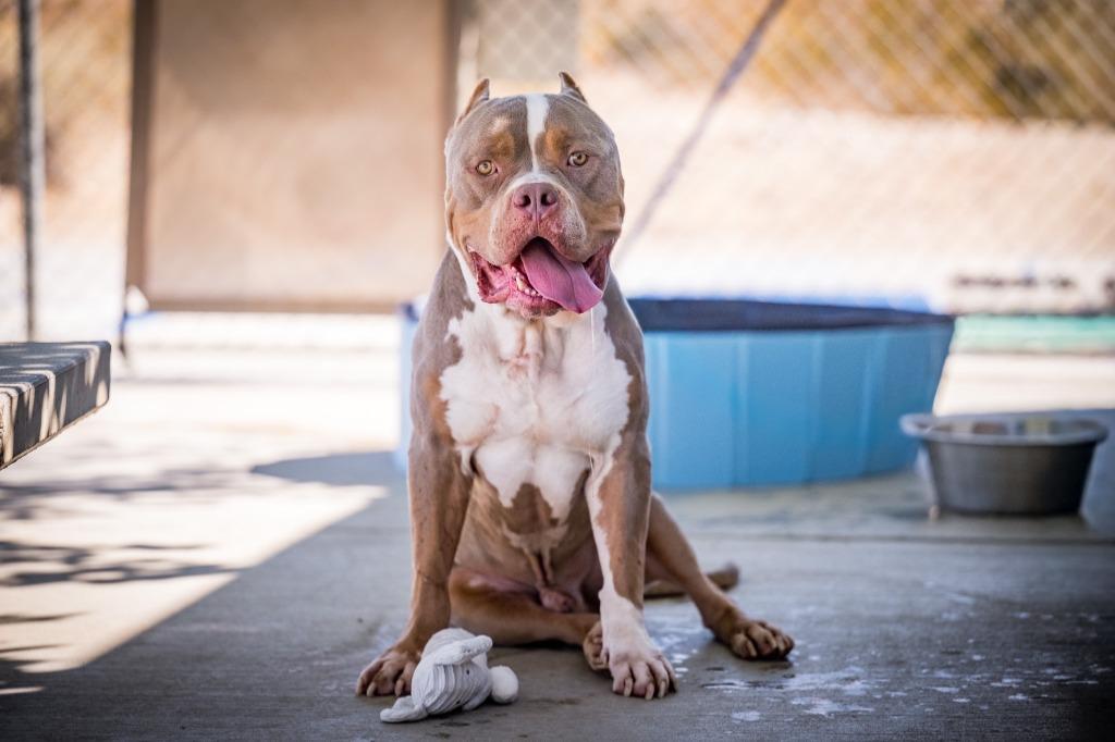 Enlarge Shrek, a Adoptable American Bully in Twentynine Palms, CA image 4/5