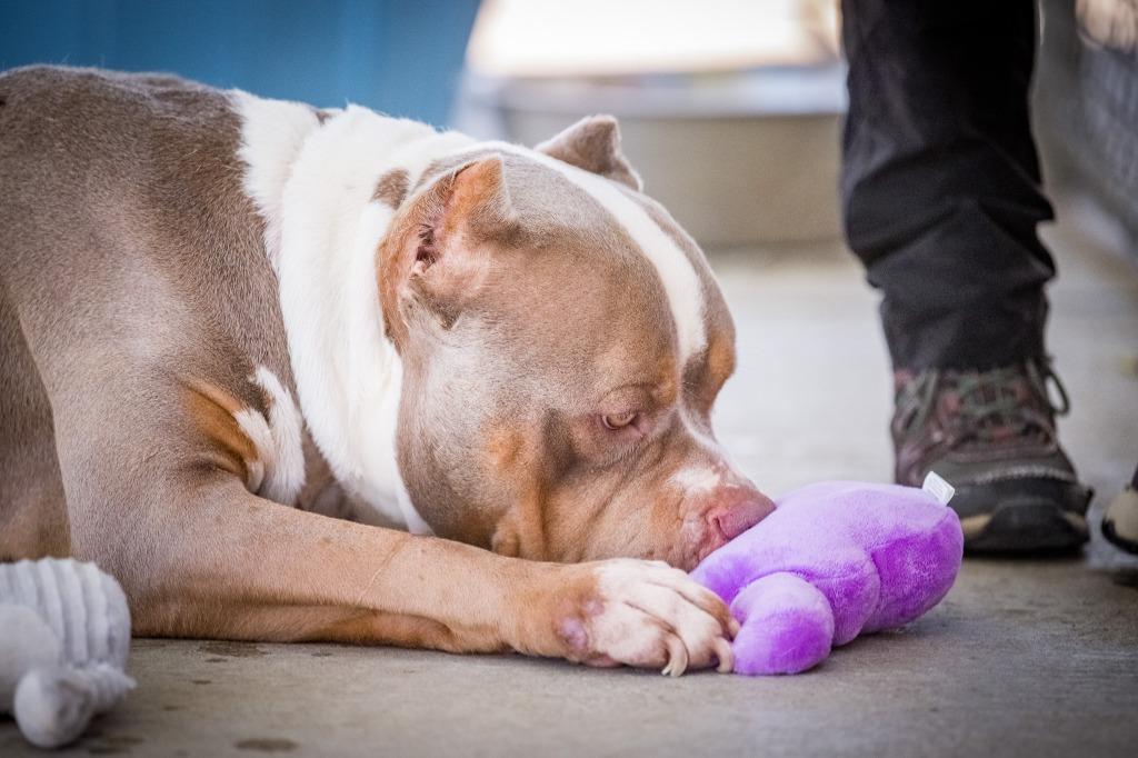 Enlarge Shrek, a Adoptable American Bully in Twentynine Palms, CA image 5/5