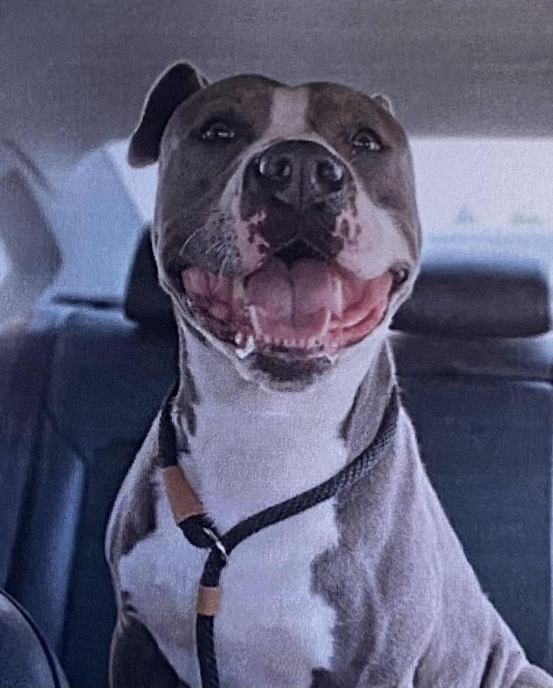 Freckles +, Adoptable, Adult Male American Staffordshire Terrier.