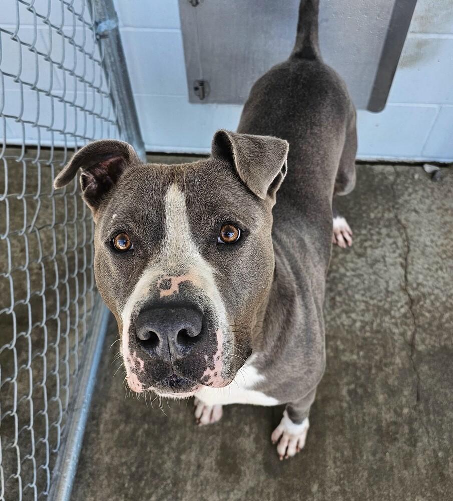 Enlarge Freckles +, a Adoptable mixed breed in Fort Madison, IA image 2/2