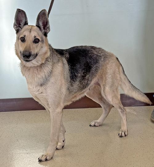 Enlarge Mabel, a ADOPTABLE German Shepherd Dog in Amery, WI image 1/3