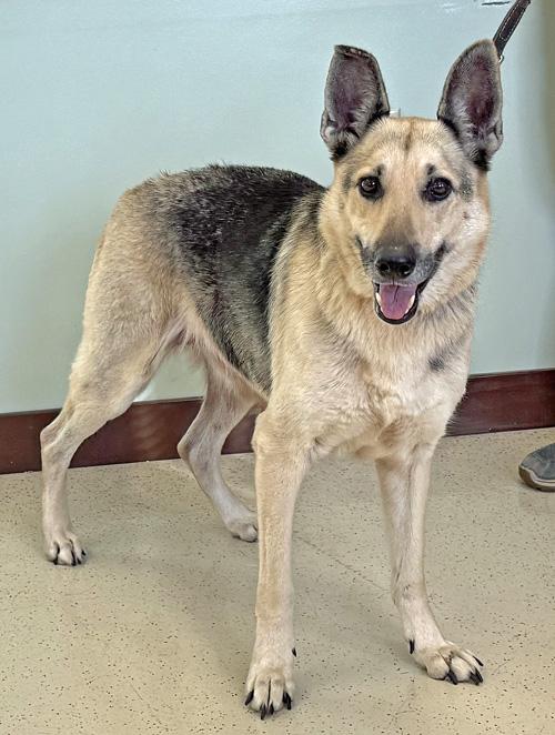 Enlarge Mabel, a ADOPTABLE German Shepherd Dog in Amery, WI image 2/3