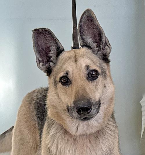 Mabel, ADOPTABLE, Adult Female German Shepherd Dog.