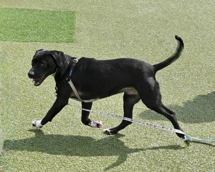 Rock, Adoptable, Adult Male Mixed Breed & Mixed Breed.