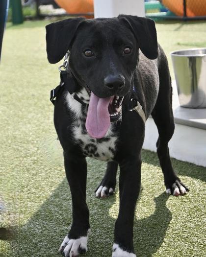 Enlarge Rock, a Adoptable mixed breed in West Seneca, NY image 2/3
