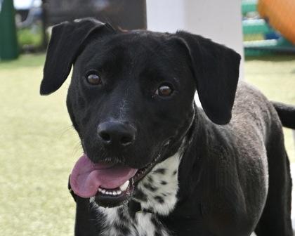 Enlarge Rock, a Adoptable mixed breed in West Seneca, NY image 3/3