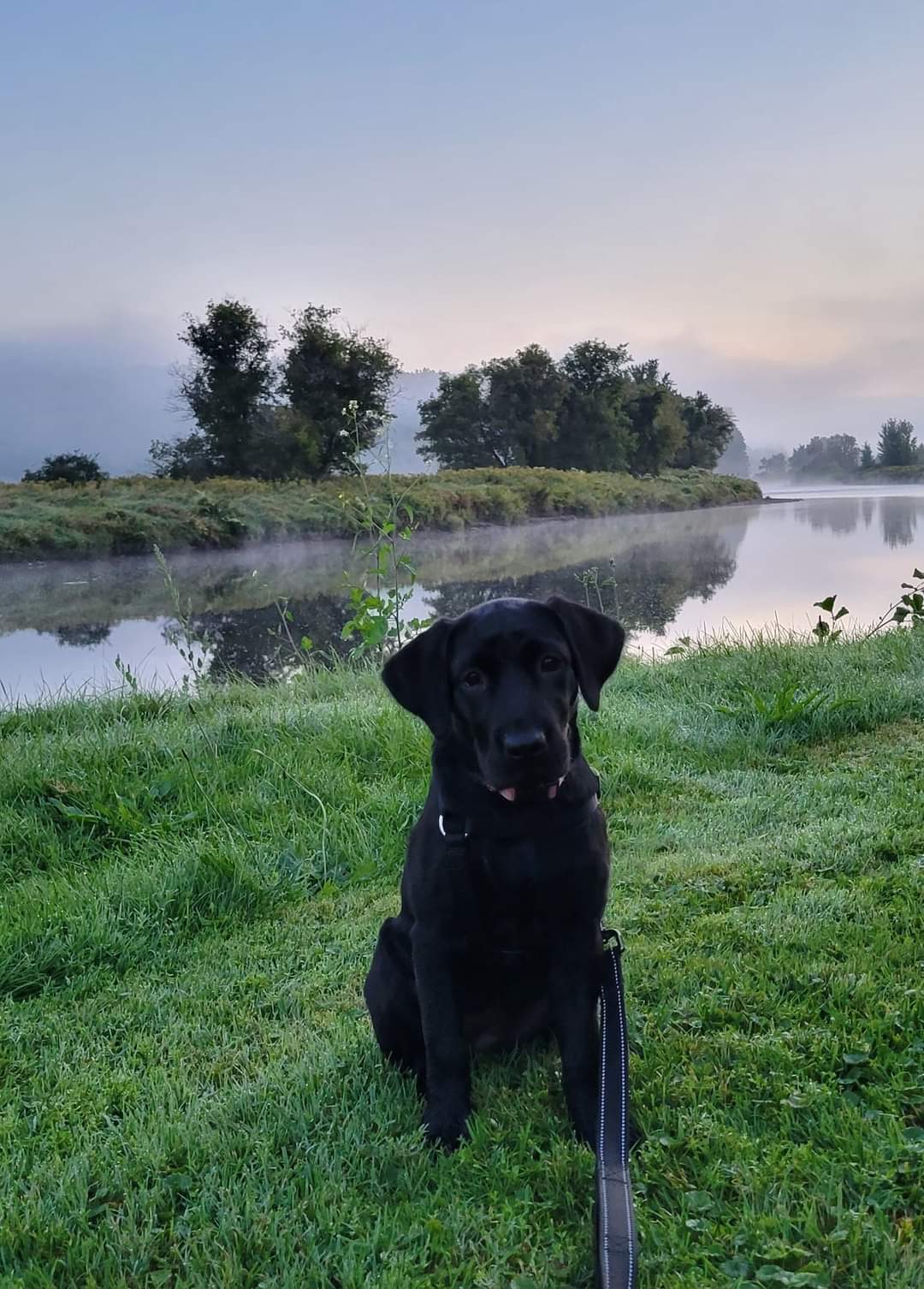 Enlarge Lily, a Adopted Black Labrador Retriever in North Haverhill, NH image 3/6