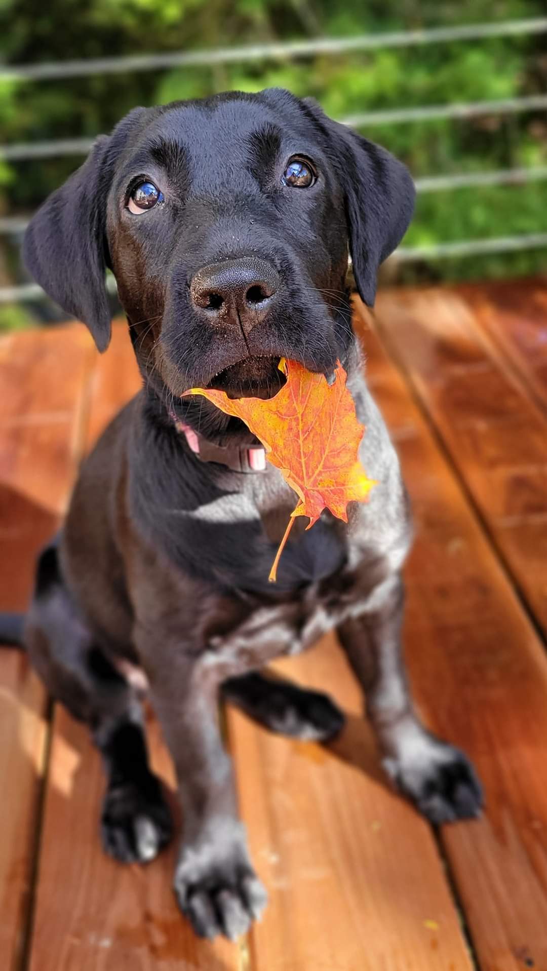 Enlarge Lily, a Adopted Black Labrador Retriever in North Haverhill, NH image 4/6