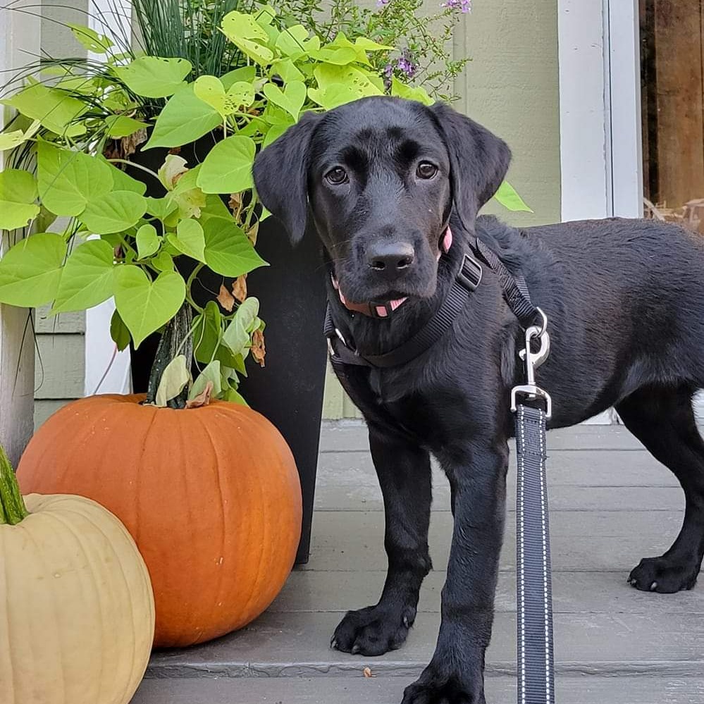 Enlarge Lily, a Adopted Black Labrador Retriever in North Haverhill, NH image 5/6