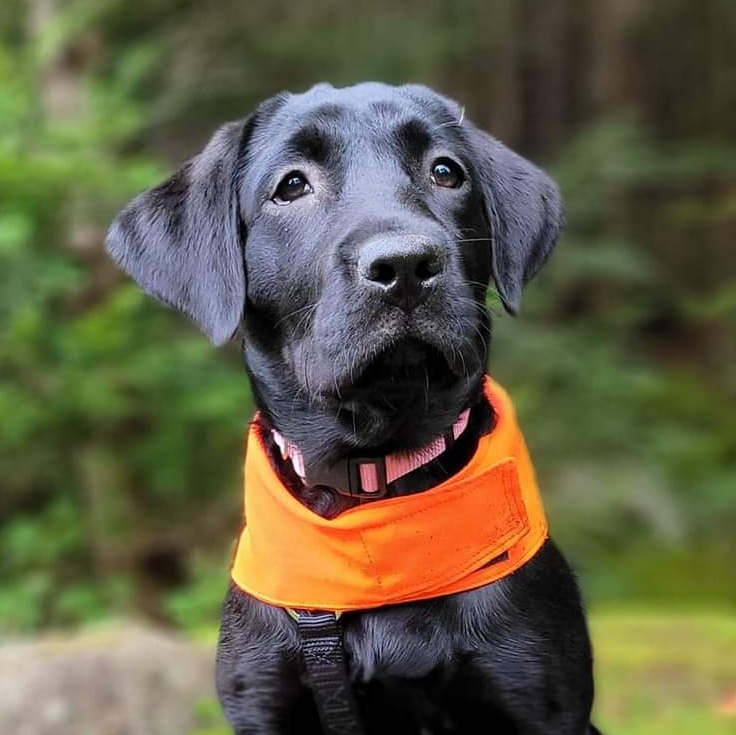 Enlarge Lily, a Adopted Black Labrador Retriever in North Haverhill, NH image 6/6