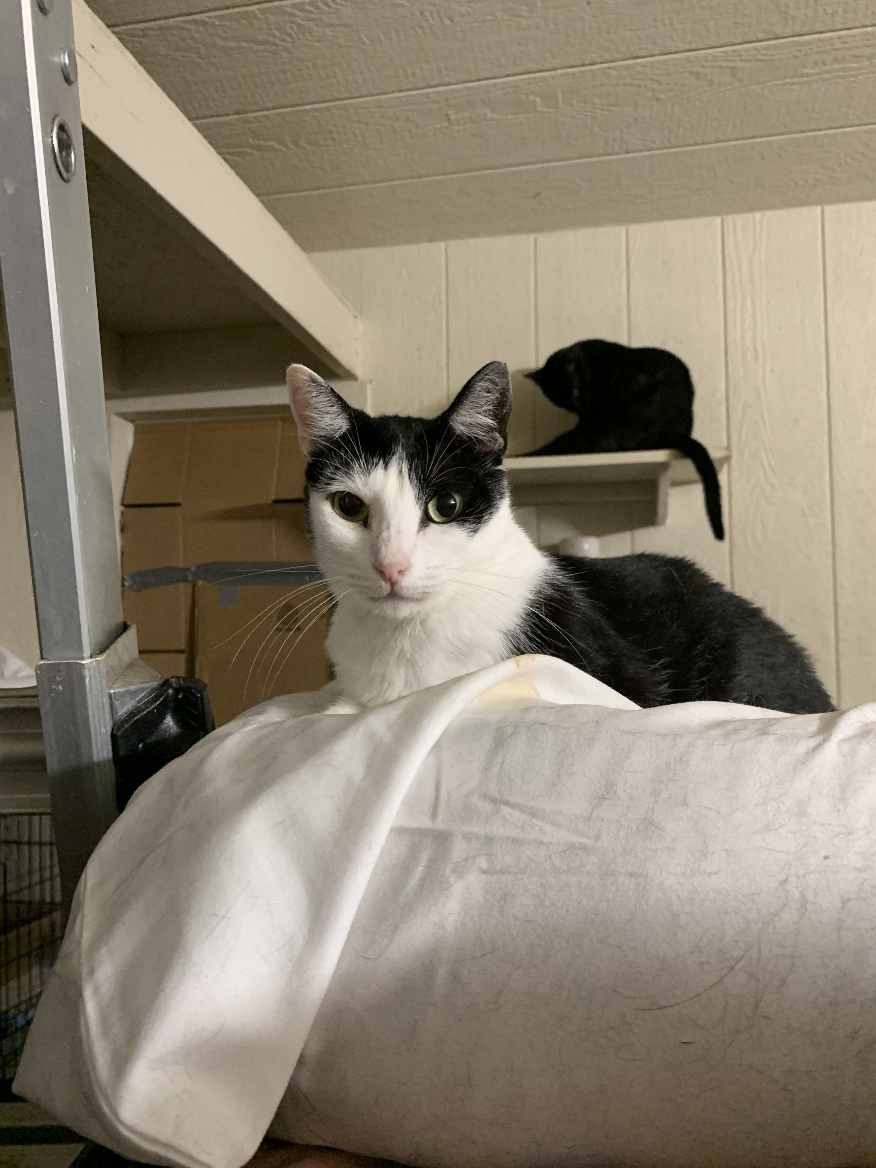 Kelli, a Adoptable American Shorthair image 1/11