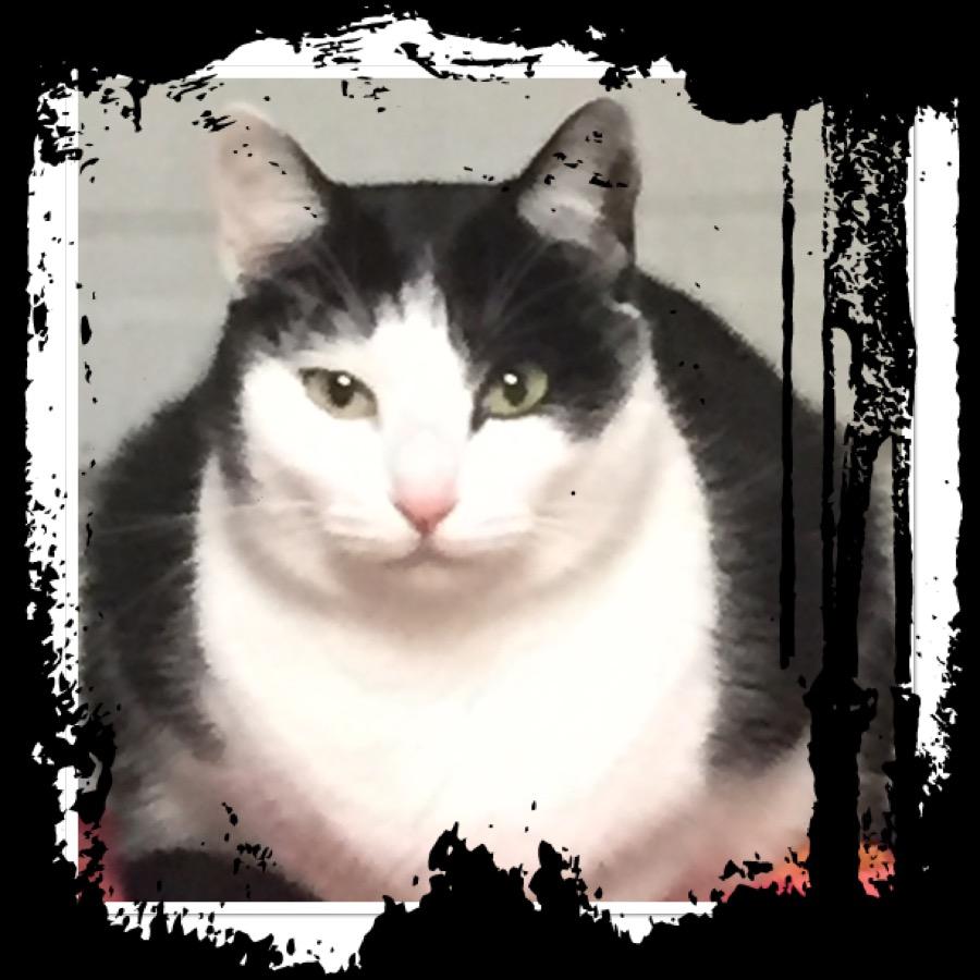 Kelli, a Adoptable American Shorthair image 2/11