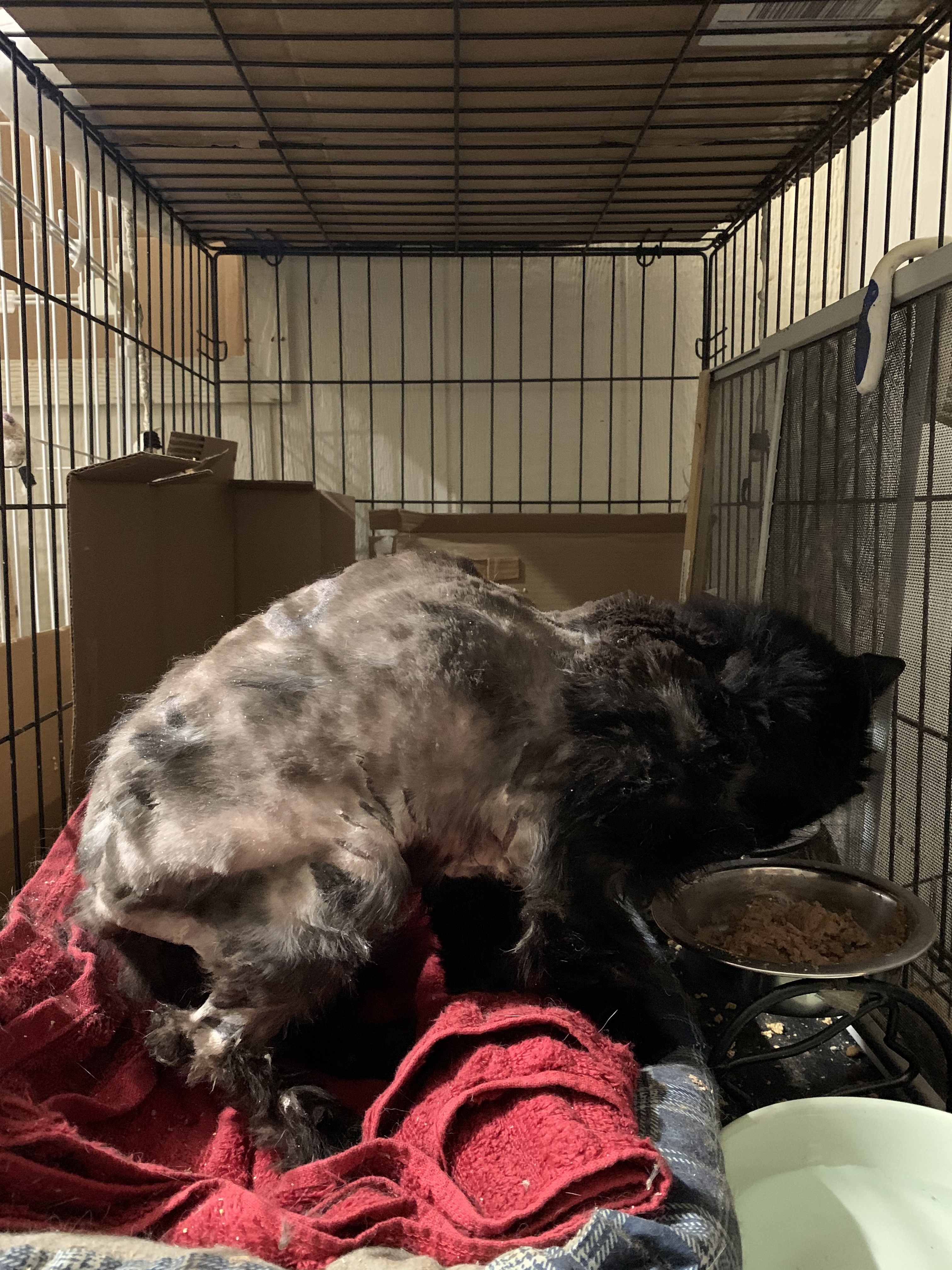 Kelli, a Adoptable American Shorthair image 3/11