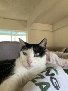 Kelli, a Adoptable American Shorthair image 4/11