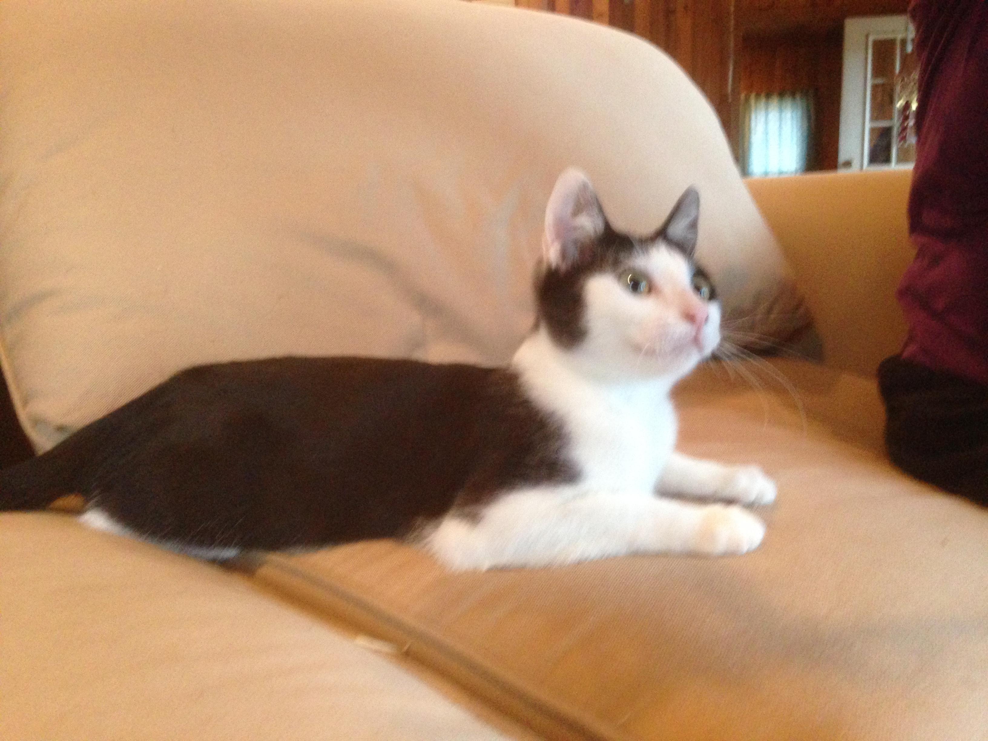 Kelli, a Adoptable American Shorthair image 5/11