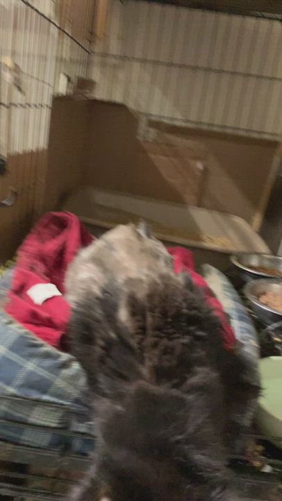 Enlarge Kelli, a Adoptable American Shorthair video 11/11