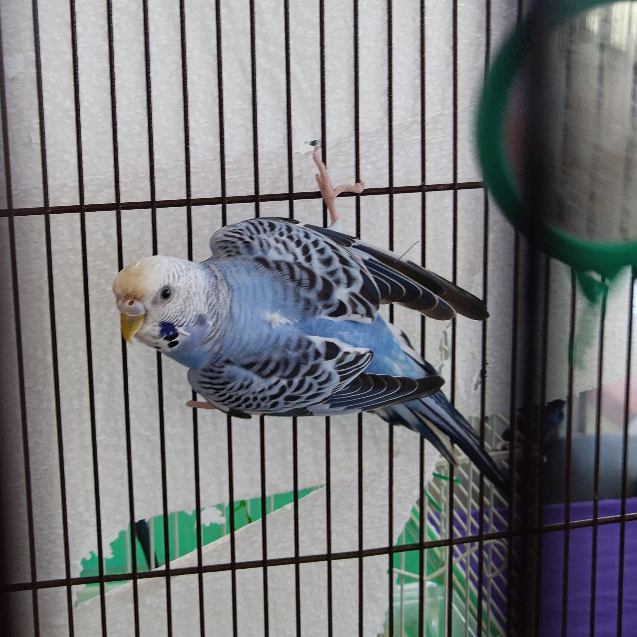 Bluberry, Adoptable, Adult Male Budgie / Budgerigar.