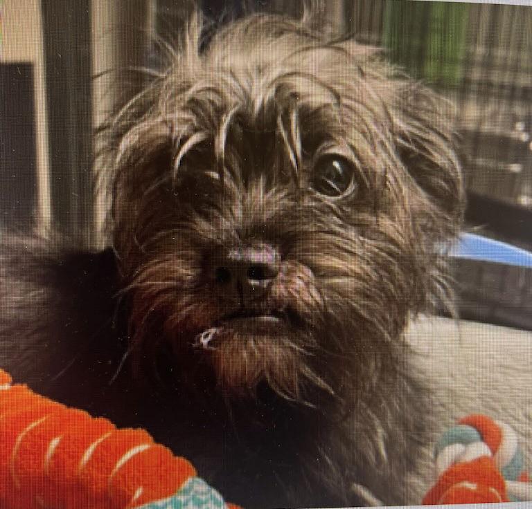 Enlarge Clarke, a Adopted Terrier in Garner, NC image 1/1