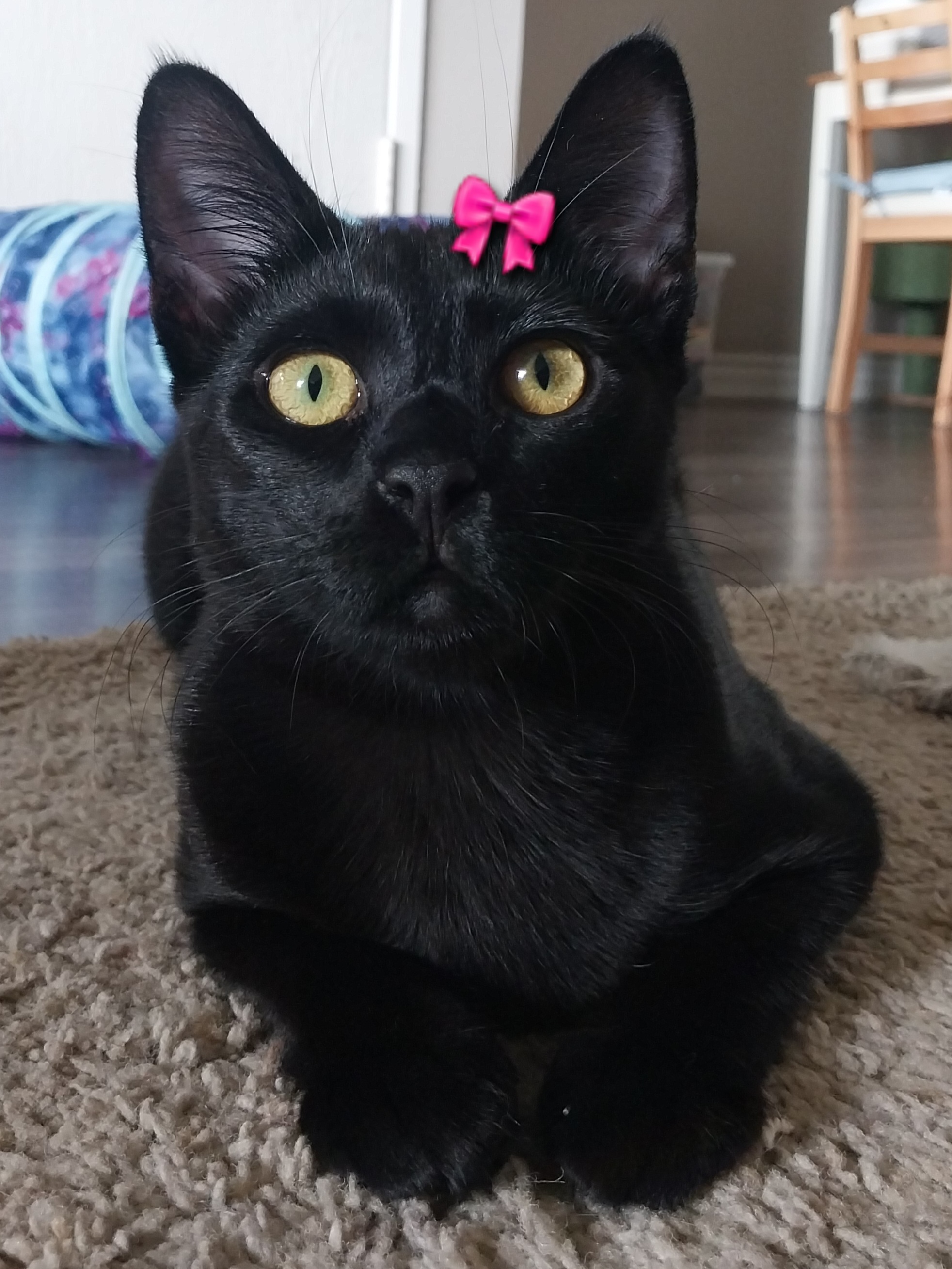 Cat for adoption Dot, a Domestic Short Hair in Yorba Linda, CA