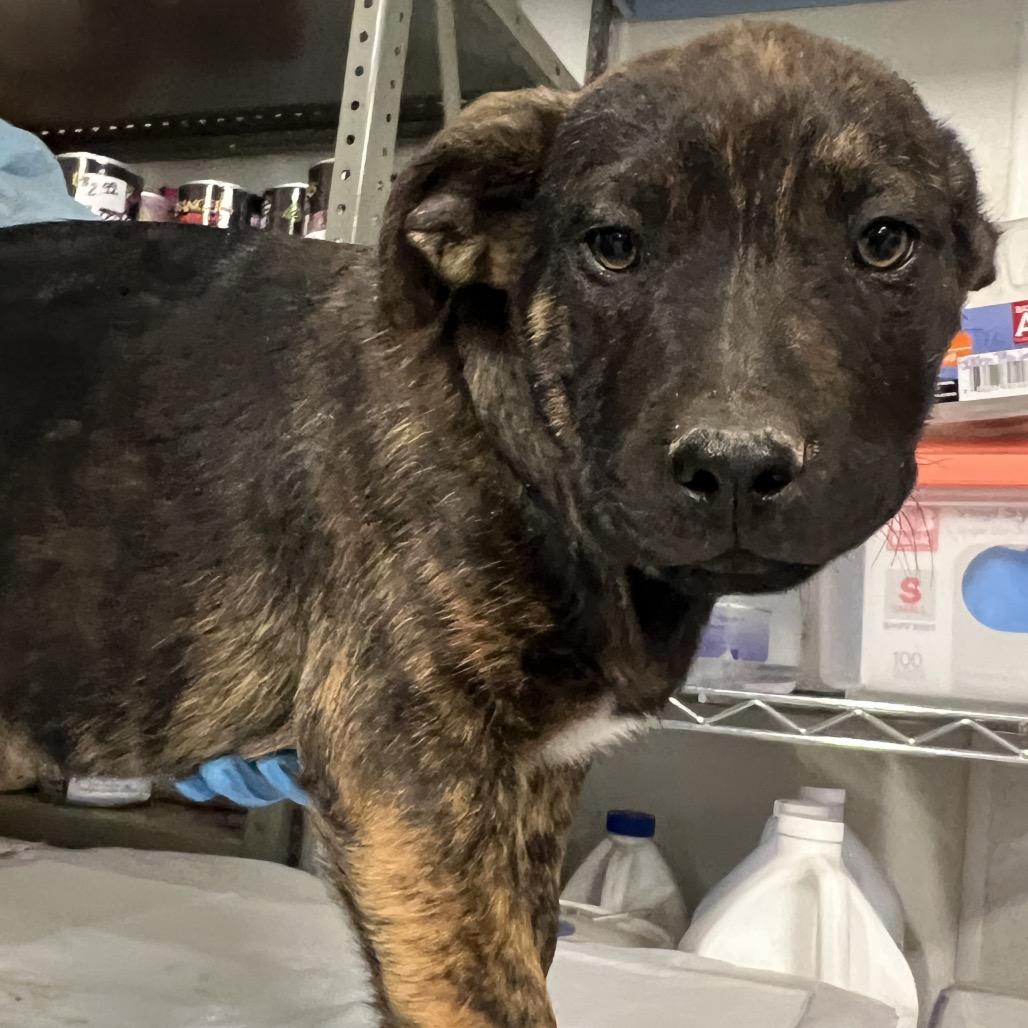 Enlarge Fred Jones, a Adoptable Mixed Breed in Moab, UT image 1/6