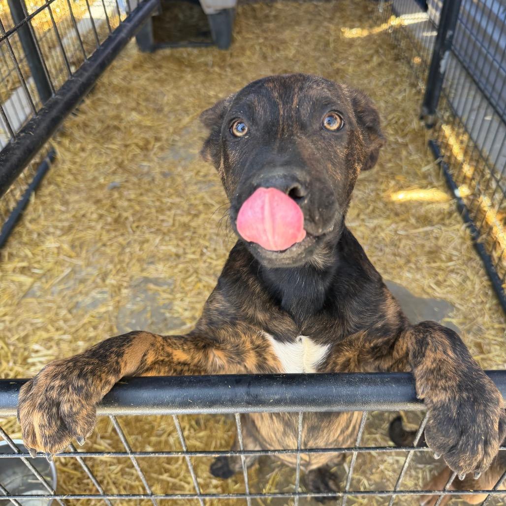 Enlarge Fred Jones, a Adoptable Mixed Breed in Moab, UT image 2/6