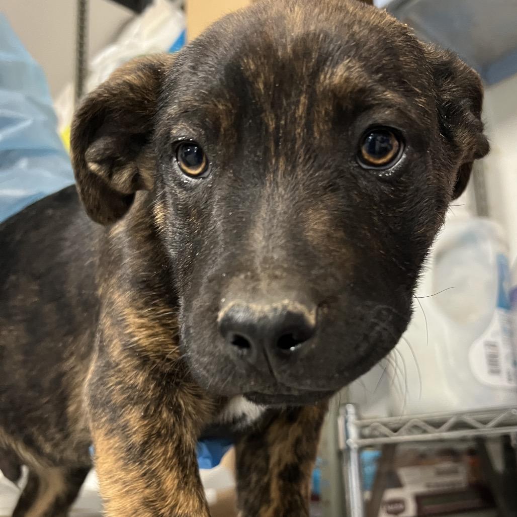 Enlarge Fred Jones, a Adoptable Mixed Breed in Moab, UT image 3/6