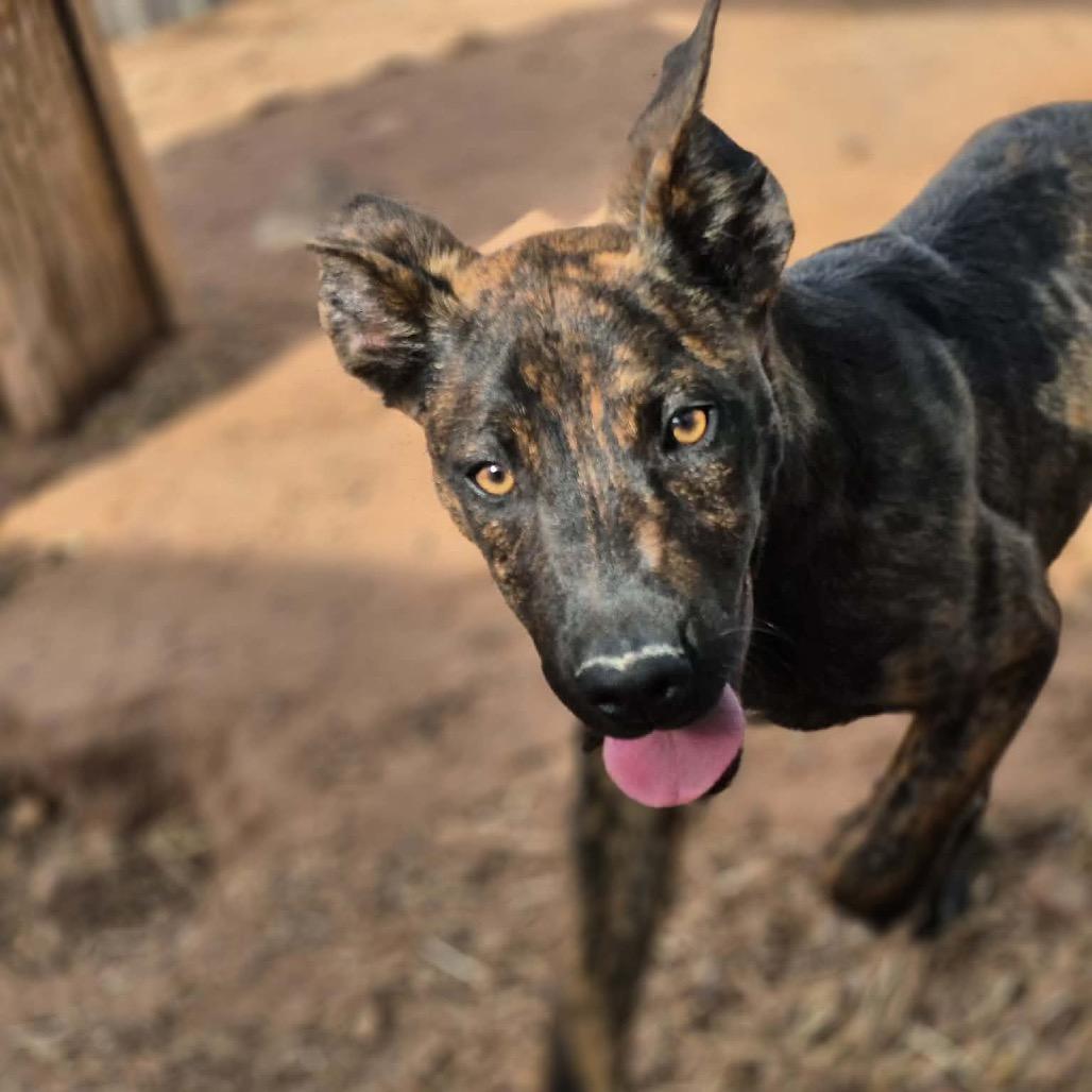 Enlarge Fred Jones, a Adoptable Mixed Breed in Moab, UT image 4/6