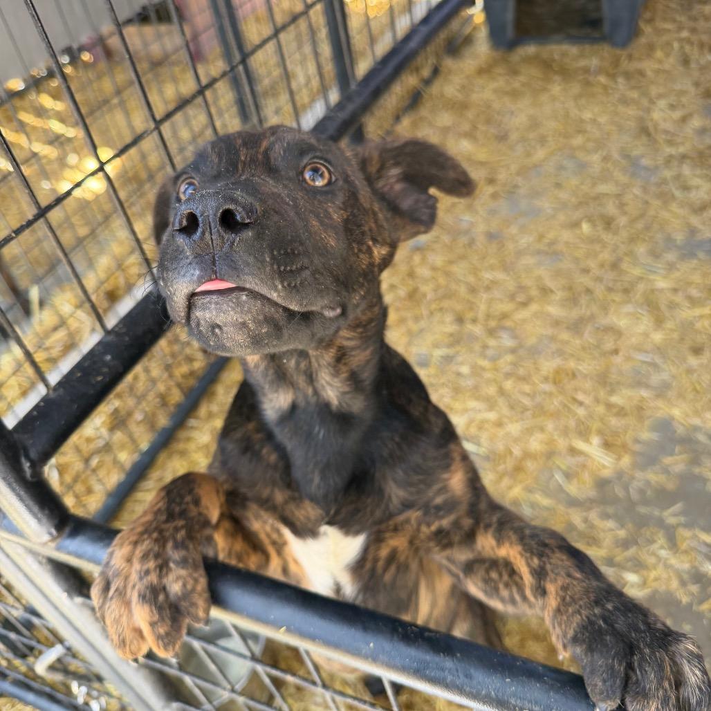 Enlarge Fred Jones, a Adoptable Mixed Breed in Moab, UT image 4/6