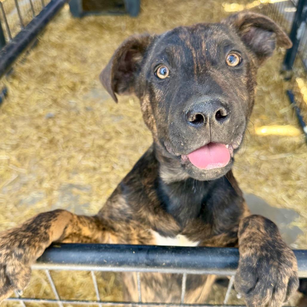 Enlarge Fred Jones, a Adoptable Mixed Breed in Moab, UT image 5/6