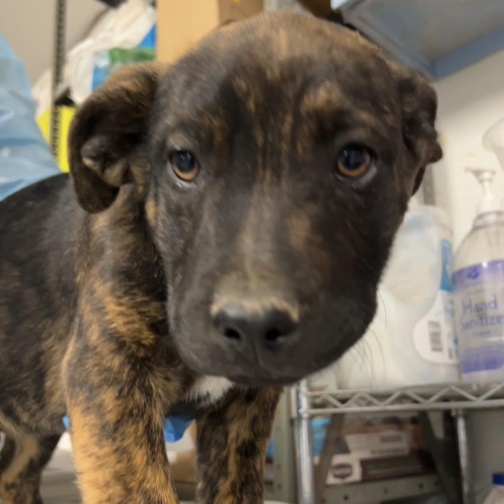 Enlarge Fred Jones, a Adoptable Mixed Breed in Moab, UT image 6/6