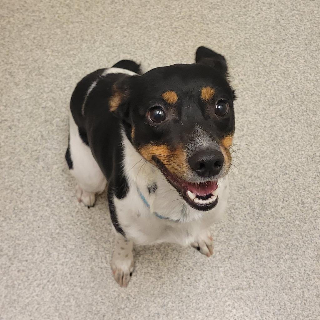 Donna, a Adoptable Jack Russell Terrier in Superior, WI image 1/2