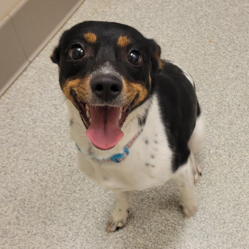 Donna, a Adoptable Jack Russell Terrier in Superior, WI image 2/2