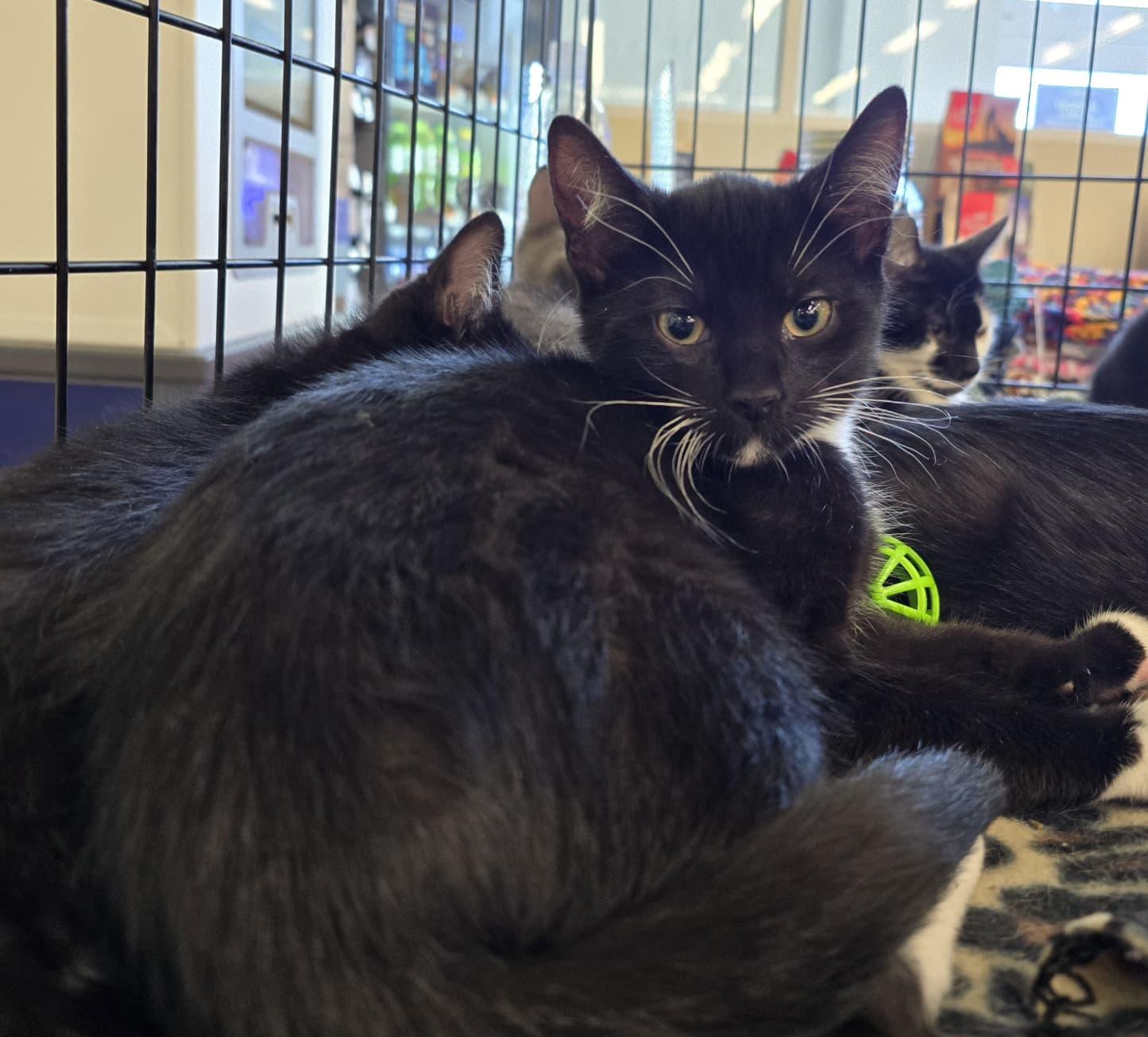 Devens, an adopted Domestic Short Hair in Nottingham, MD image 2/3