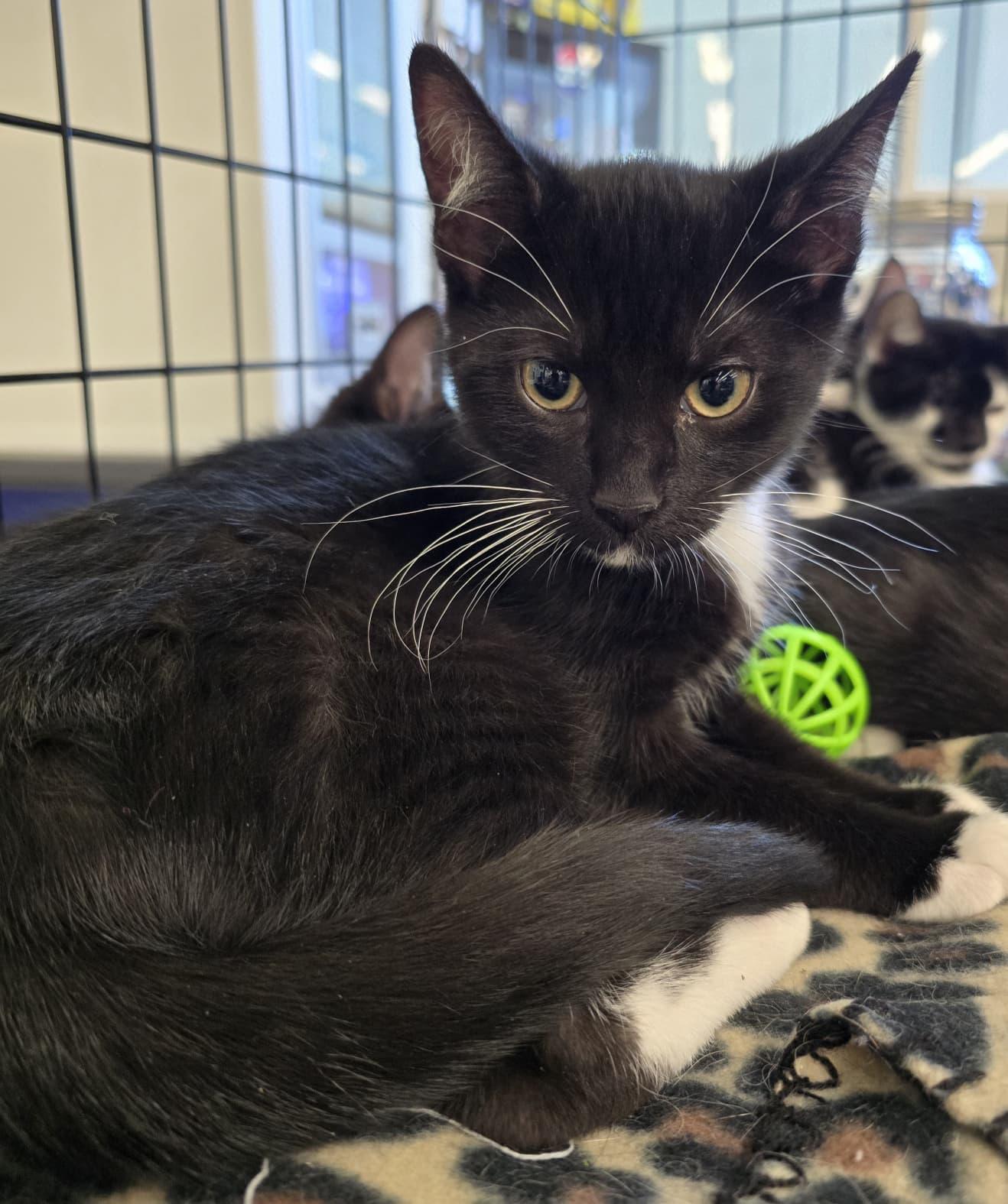 Devens, an adopted Domestic Short Hair in Nottingham, MD image 3/3