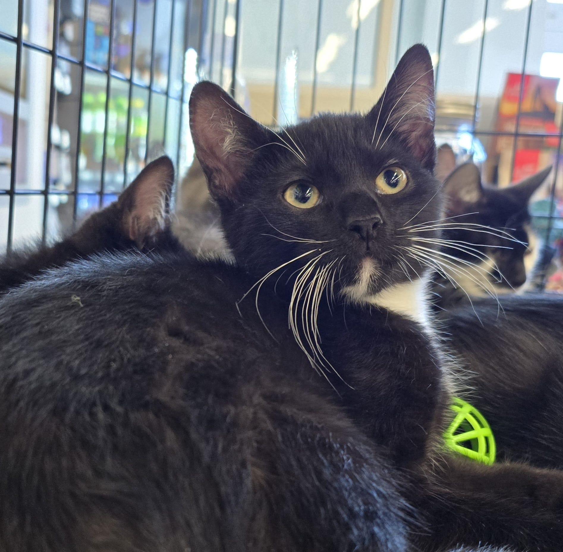 Devens, adopted, Kitten Male Domestic Short Hair.