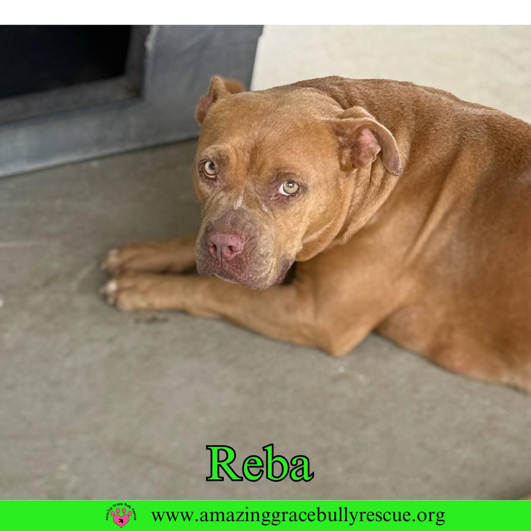 Reba (aka Dolly), Adoptable, Adult Female American Bulldog.