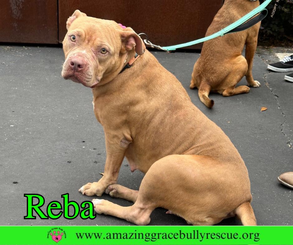Enlarge Reba (aka Dolly), a Adoptable American Bulldog in Pensacola, FL image 2/3