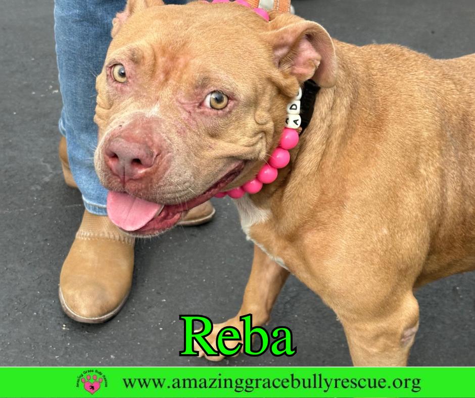 Enlarge Reba (aka Dolly), a Adoptable American Bulldog in Pensacola, FL image 3/3