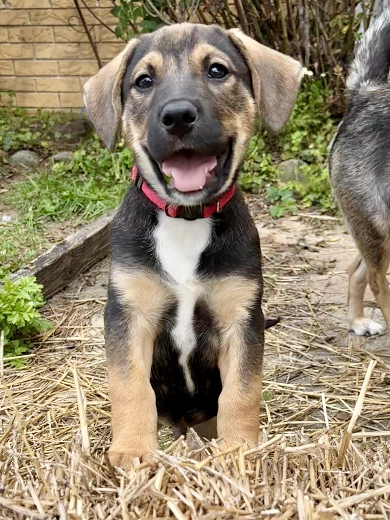 Piney, Adoptable, Puppy Male Shepherd & Beagle.