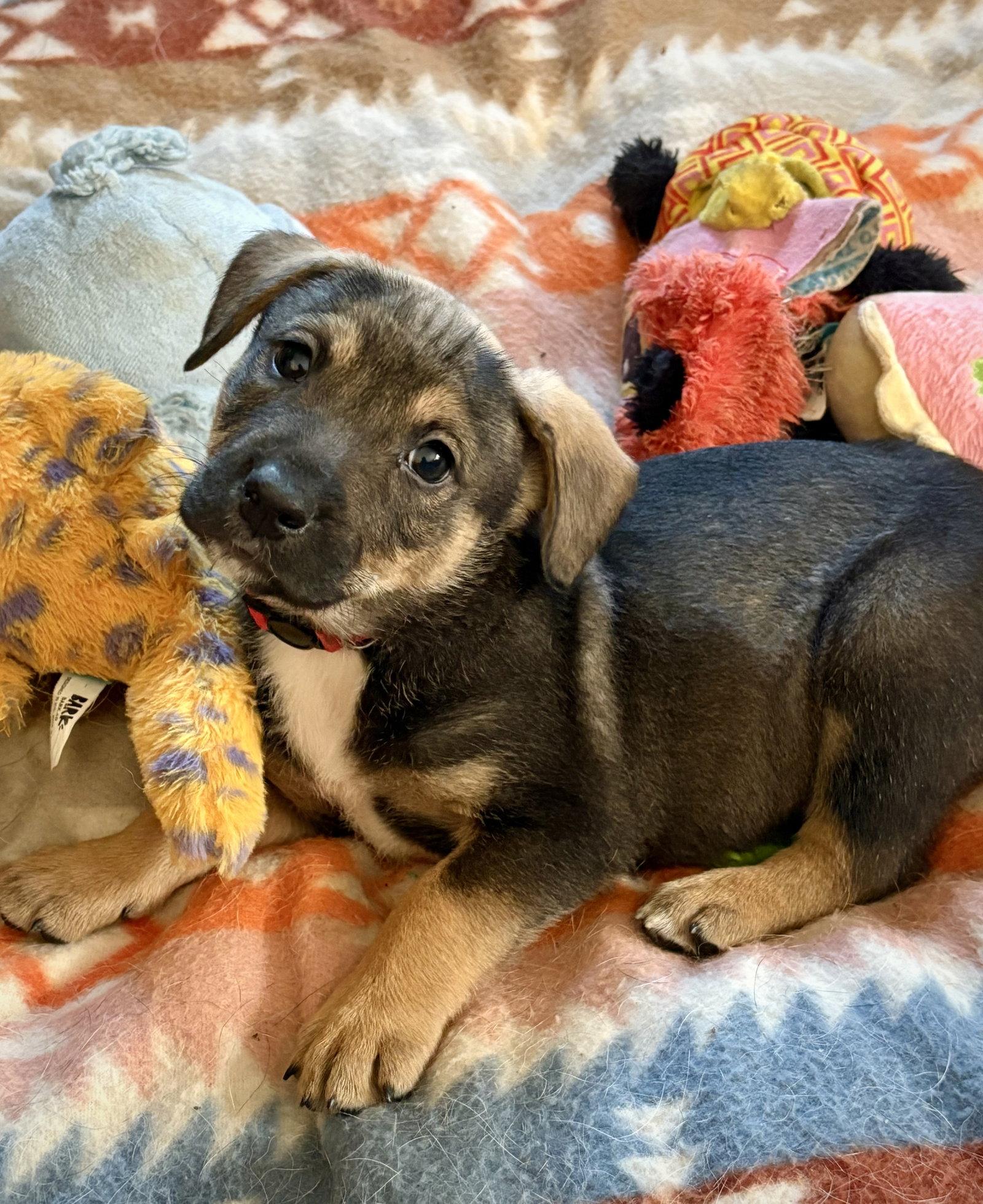 Piney, a Adoptable mixed breed in Hillside, IL image 2/3