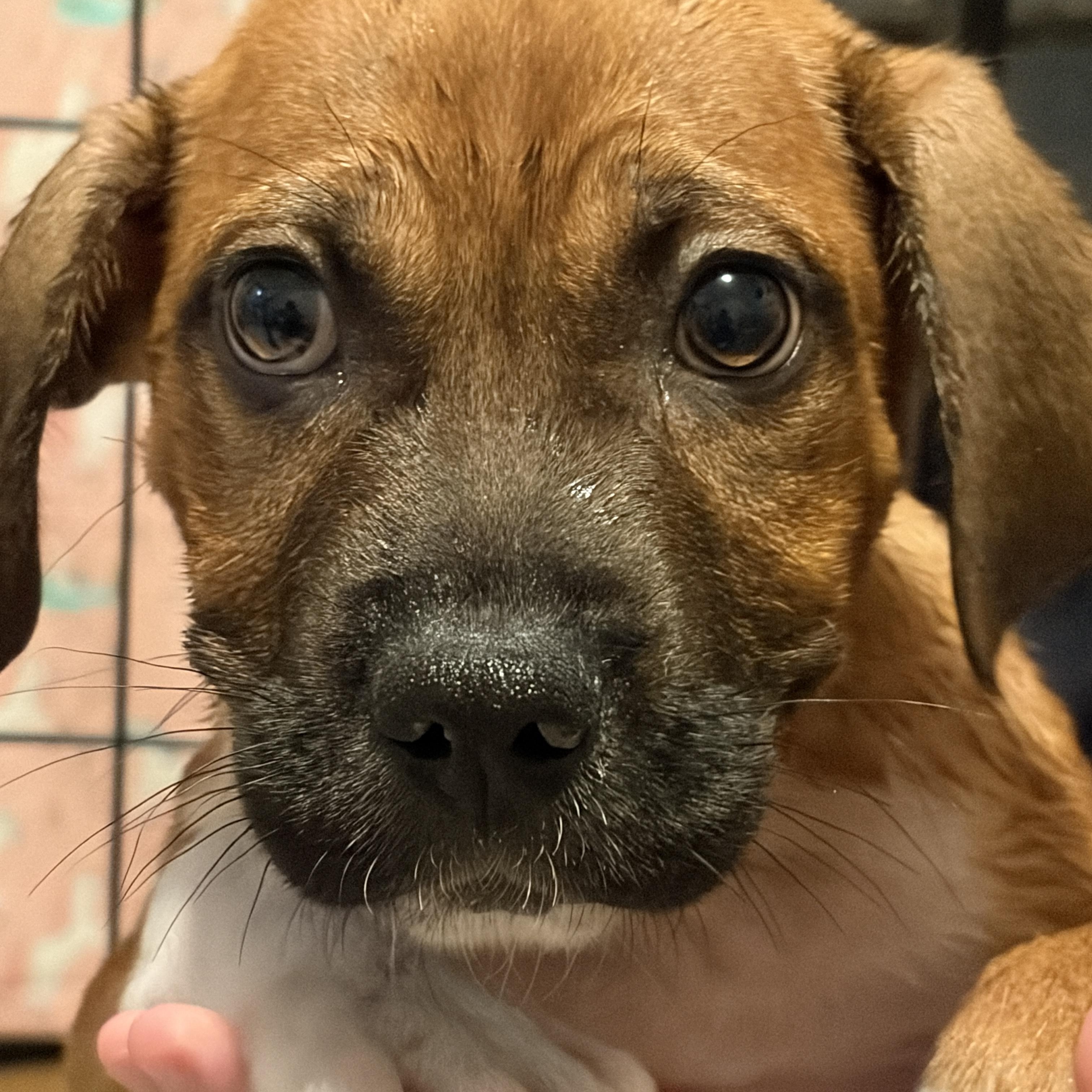 Enlarge Nemo, a Adoptable mixed breed in Lindenhurst, NY image 1/1