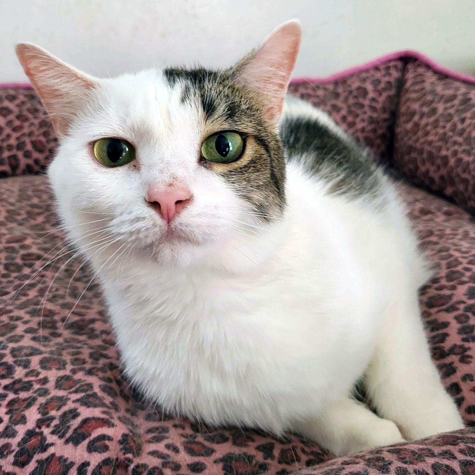 Harper, Adoptable, Adult Female Domestic Short Hair.