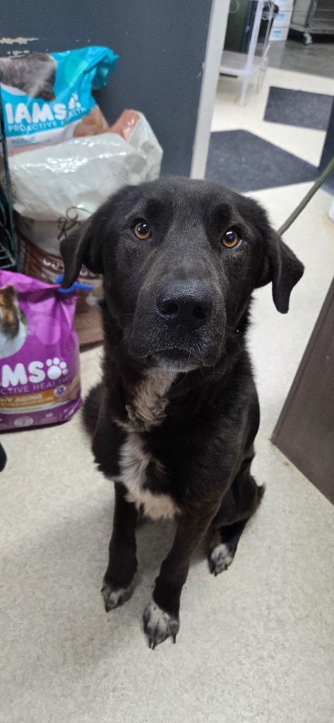Hendrick, Adopted, Young Male Black Labrador Retriever & Mixed Breed.