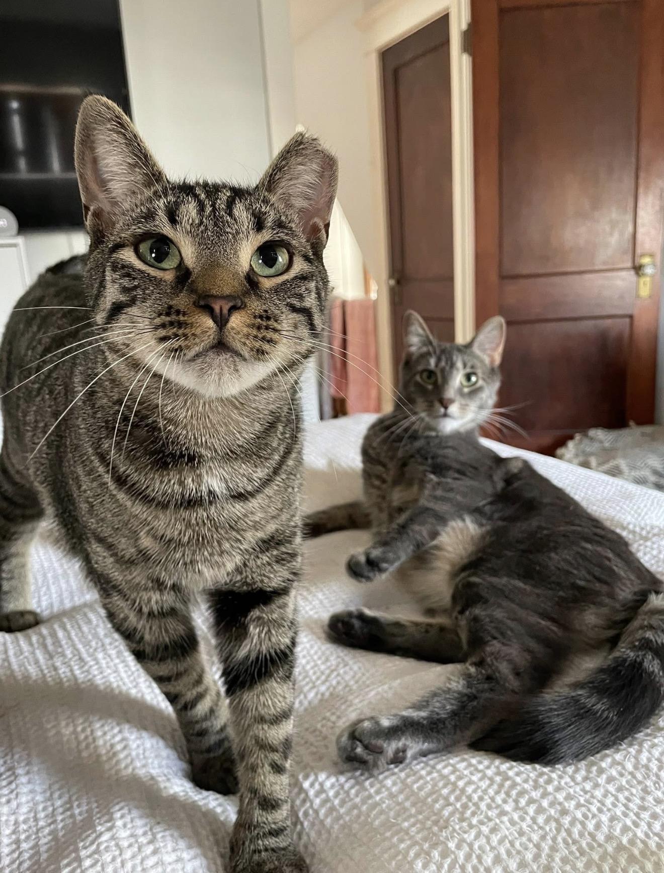 Enlarge Bonded Brothers Mitch and Howl, a Adoptable American Shorthair in Staten Island, NY image 1/6