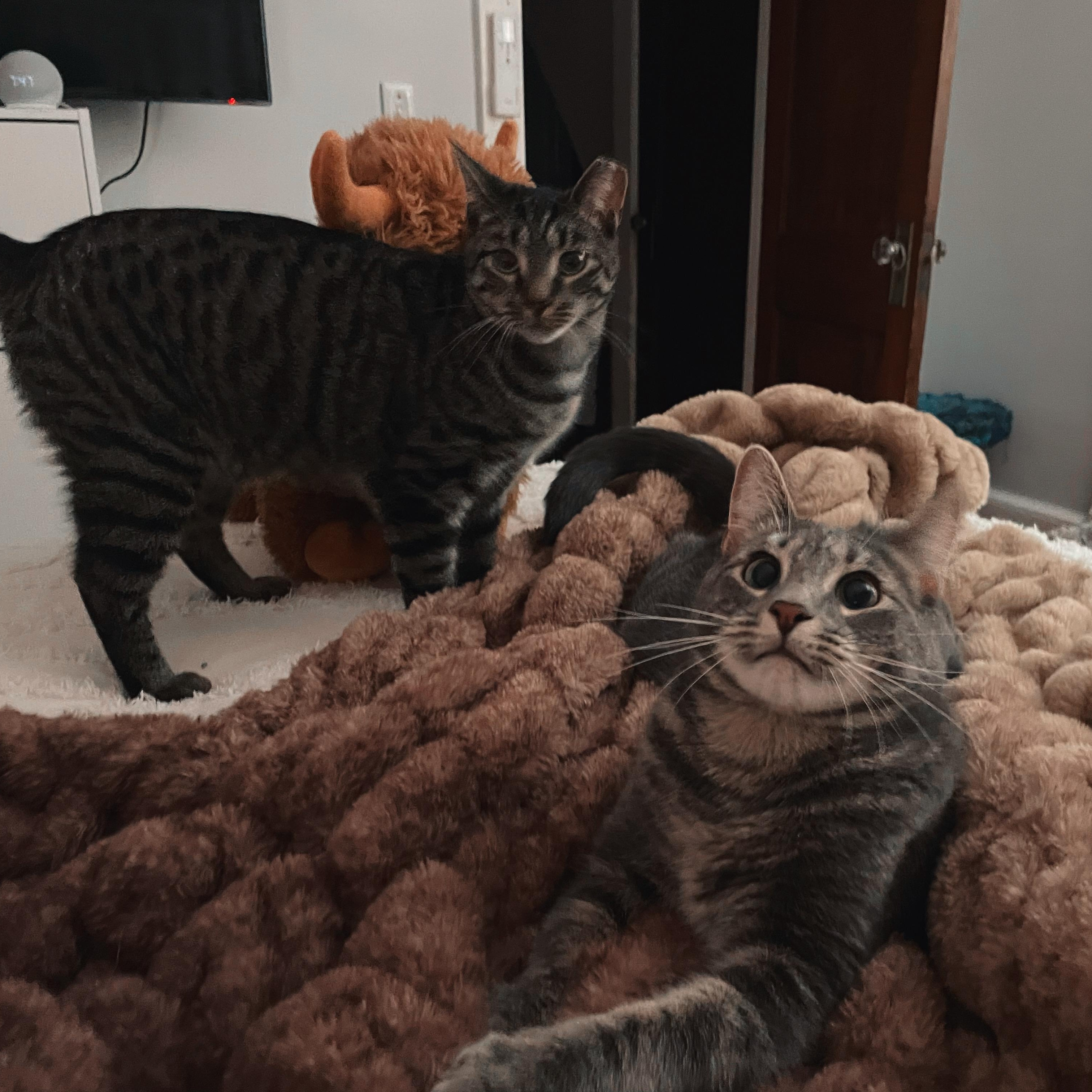 Enlarge Bonded Brothers Mitch and Howl, a Adoptable American Shorthair in Staten Island, NY image 4/6