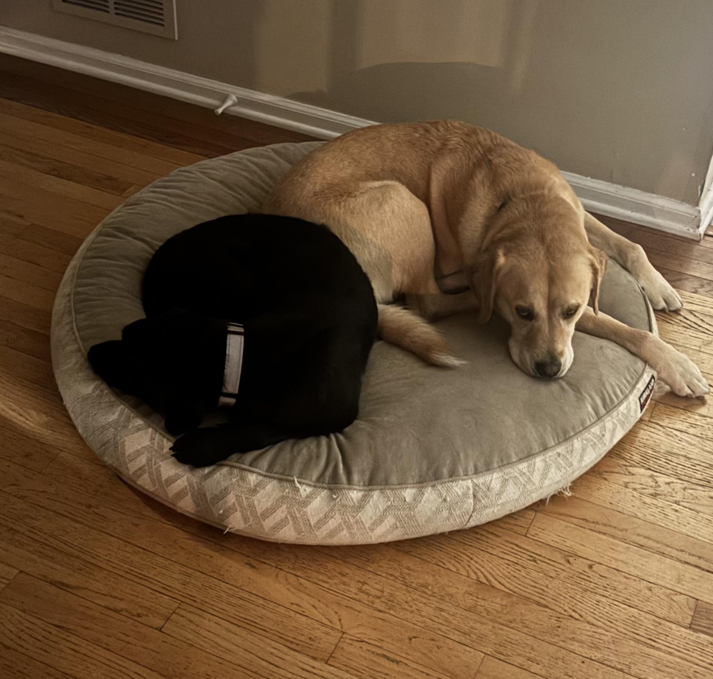 Enlarge Cuddle Monster, a Adopted Labrador Retriever in Warrington, PA image 4/6